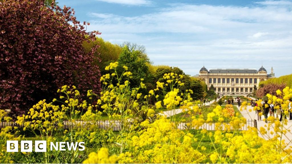 'Rare' museum flowers destroyed in mix-up