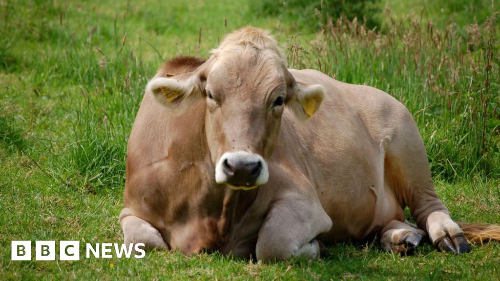 Animal welfare ‘priority’ in wake of Isle of Man vet changes – BBC