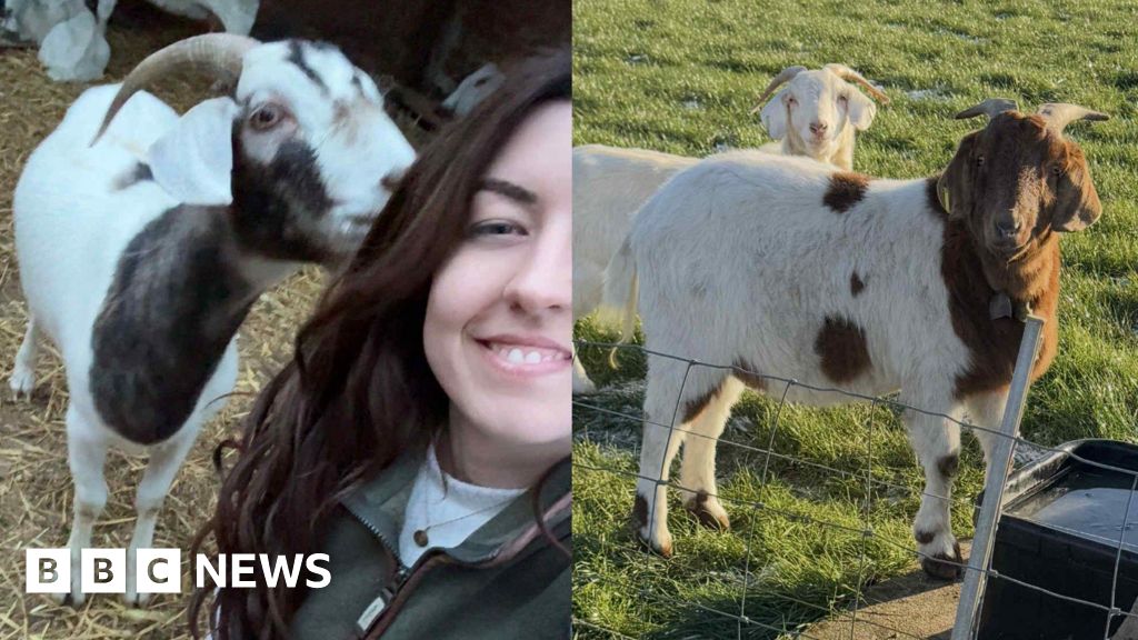 bbc.co.uk - Eleanor Maslin - Lincoln family 'devastated' after two goats stolen from farm - BBC News