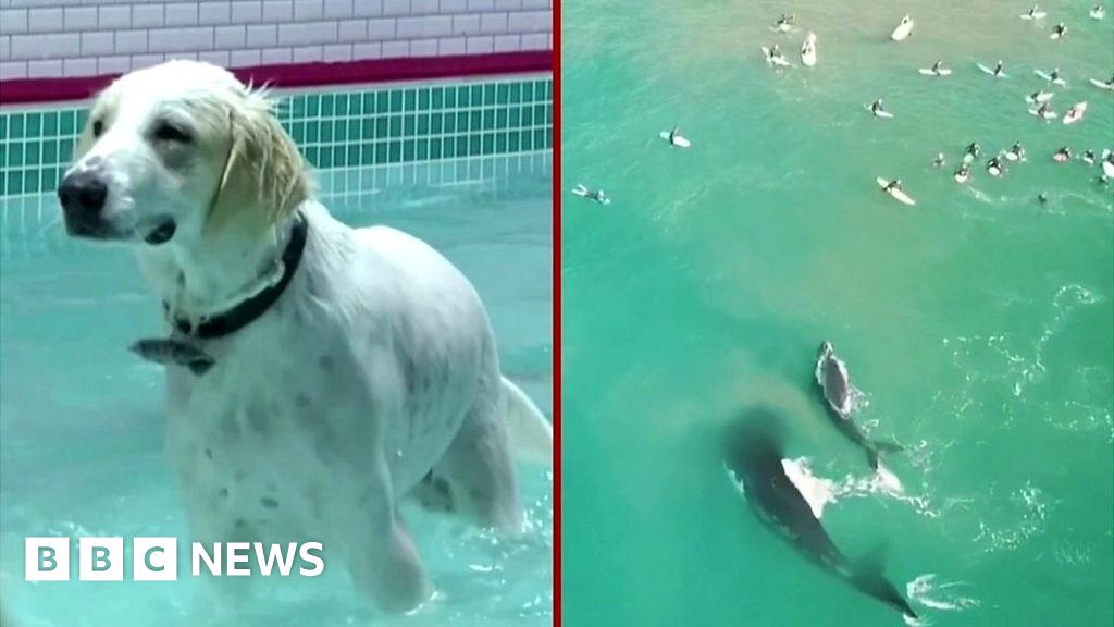 ICYMI: Dog pool party, and whales v surfers