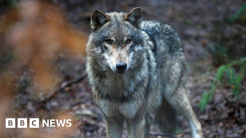 Wild population of wolves in Italy grows in size