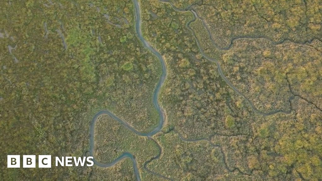 UK's muddy saltmarshes vital to tackle climate change, report finds