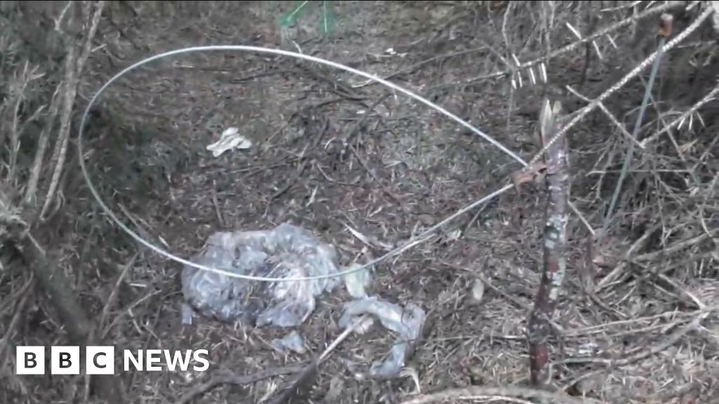 North Wales Police Investigate Illegal Animal Snares Amid New Welsh Ban