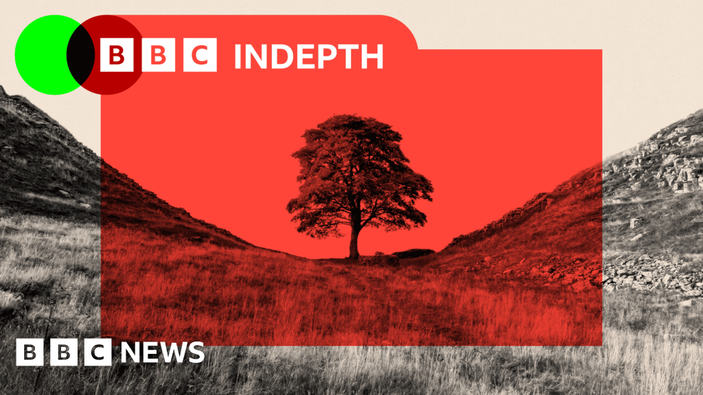 The fate of the Sycamore Gap tree has shed light on a deeper concern