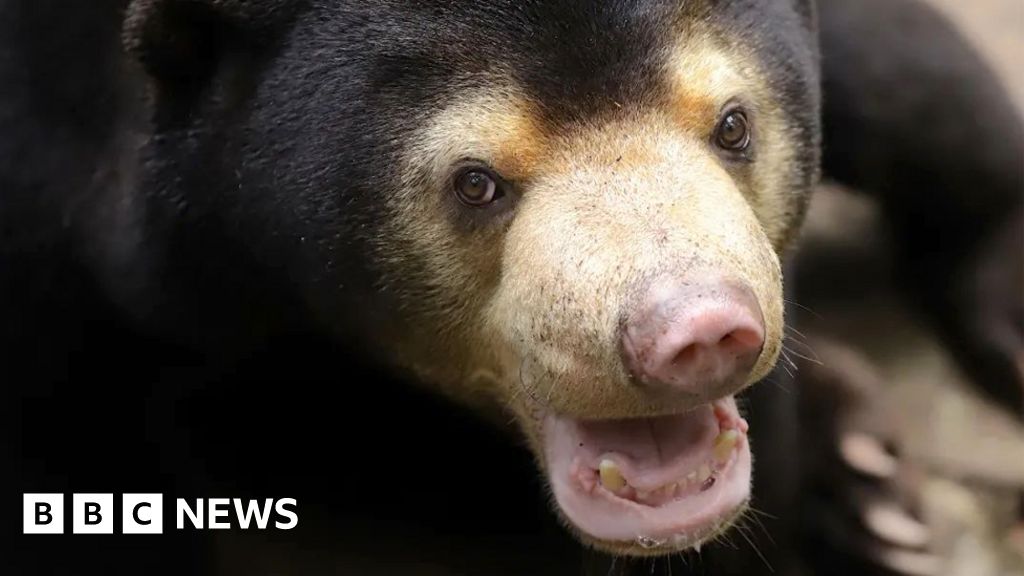 Зоопарк в източен Китай увери посетителите, че слънчевите мечки са