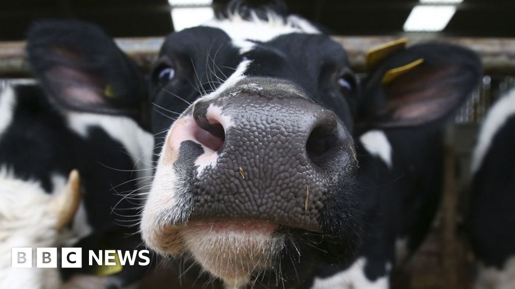 More cows kept in UK ‘megafarms’, animal welfare campaigners warn