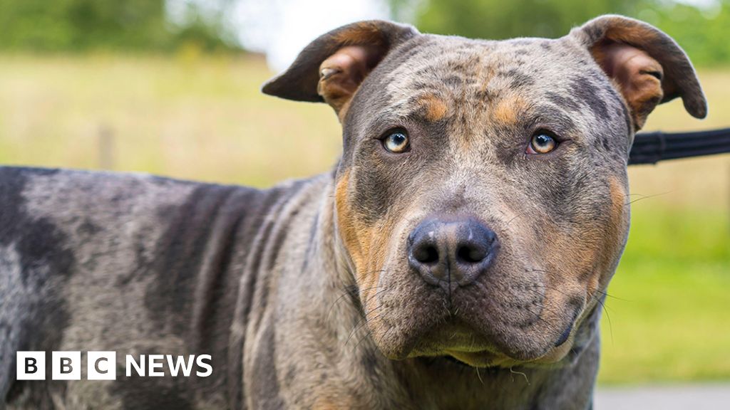 Why is the UK banning American XL Bully dogs? - BBC News