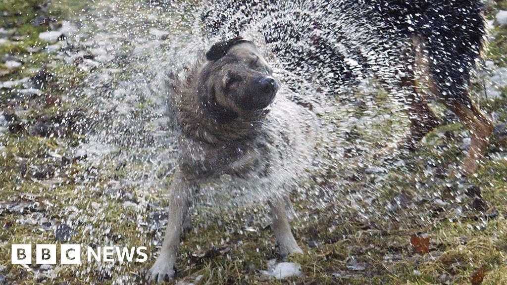 What makes a wet dog smell? - BBC News