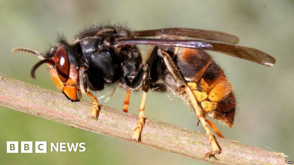 Asian hornet sighting in Cornwall sparks surveillance - BBC News