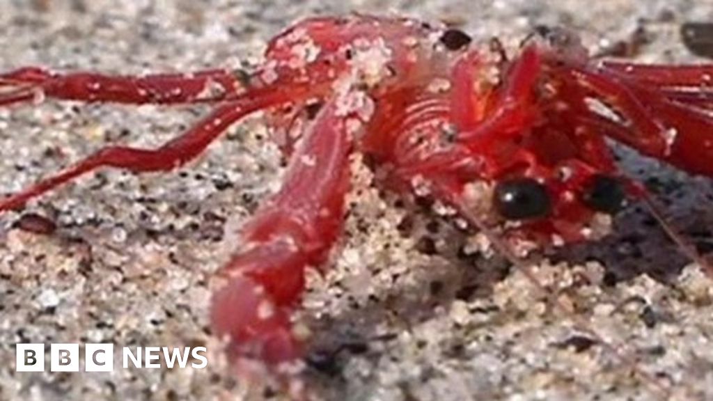 'Carpet of crabs' covers US beaches BBC News