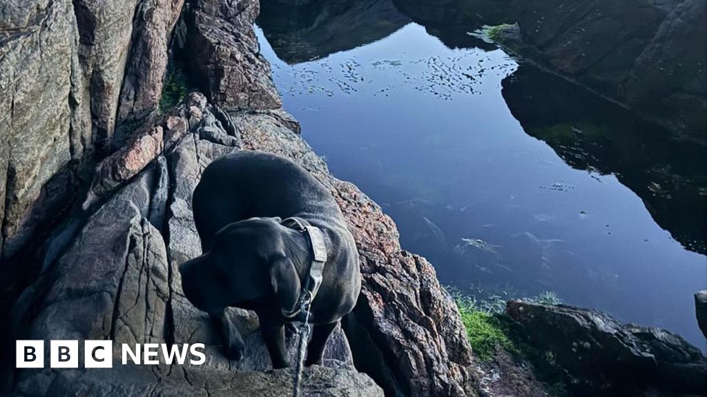 Dog missing for a week rescued from cliff ledge