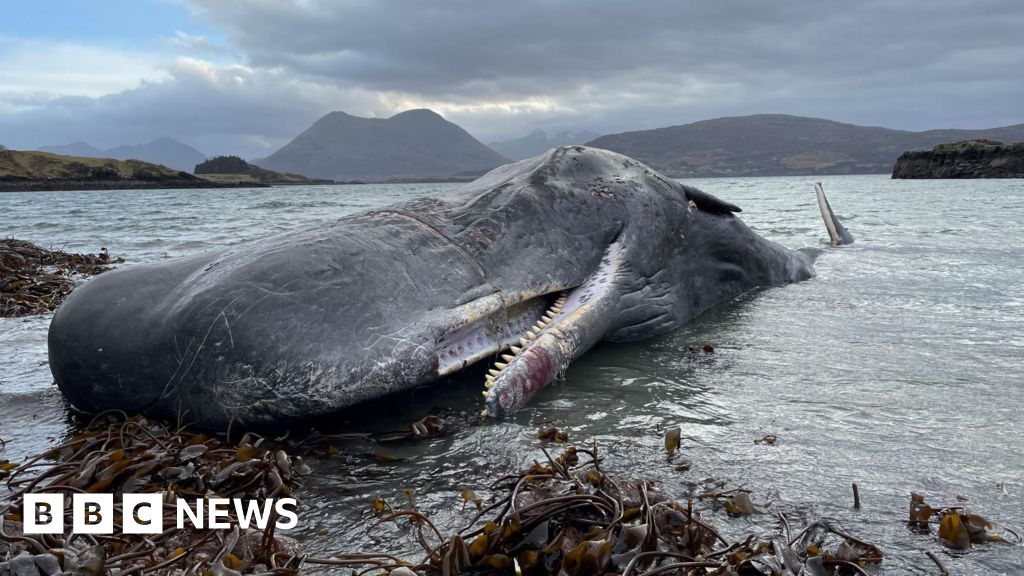 Whale entangled in rope strands on Raasay