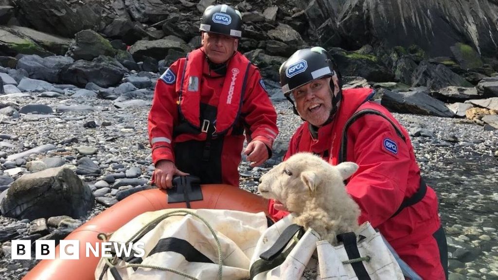 Mathry stranded sheep cliff rescue on hold because of wind 