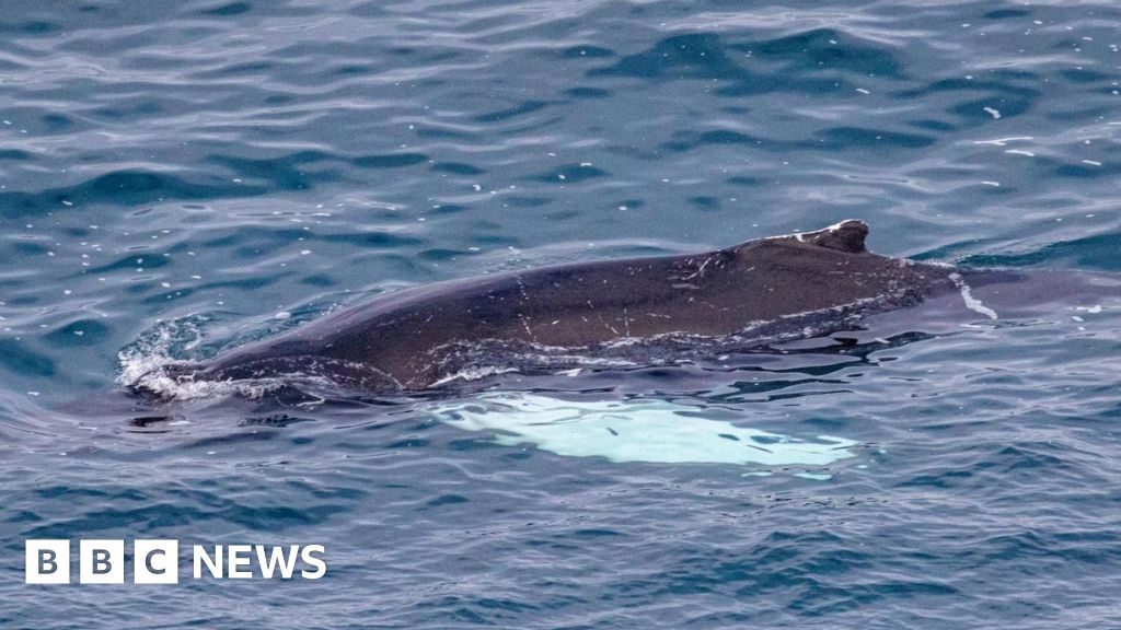 Possible rare whale sighting off Scilly Isles being investigated