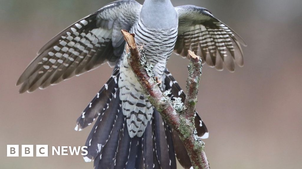 Epic 7,500-mile cuckoo migration wows scientists