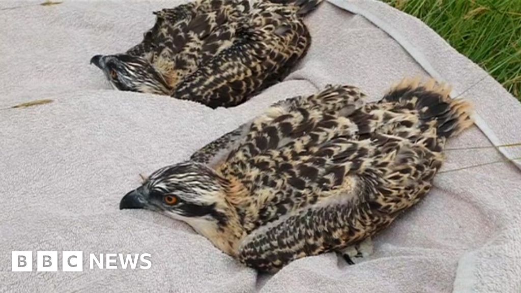 Poole Harbour ospreys: Chick dies from injuries after hawk attack