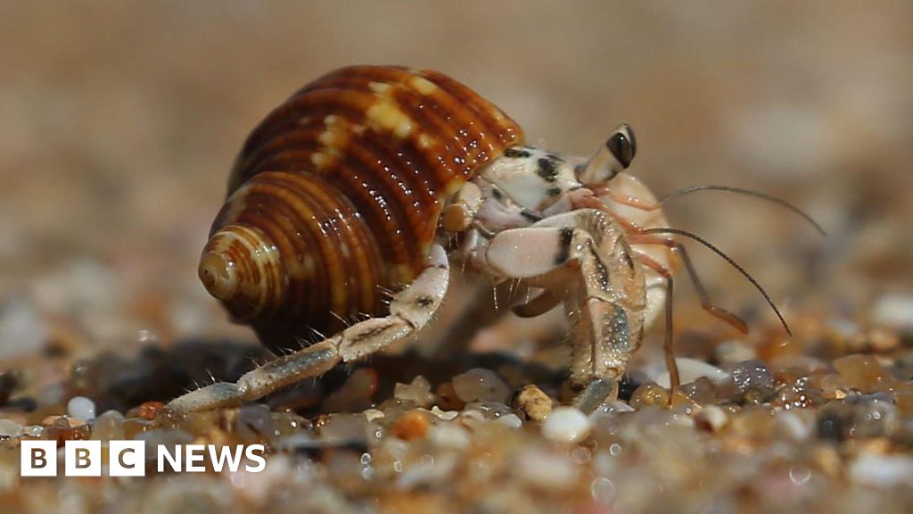 Three men held over suitcases stuffed with hermit crabs