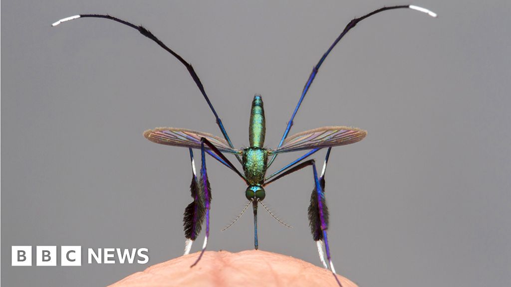 Wildlife photo: Is this the world’s most stunning mosquito?