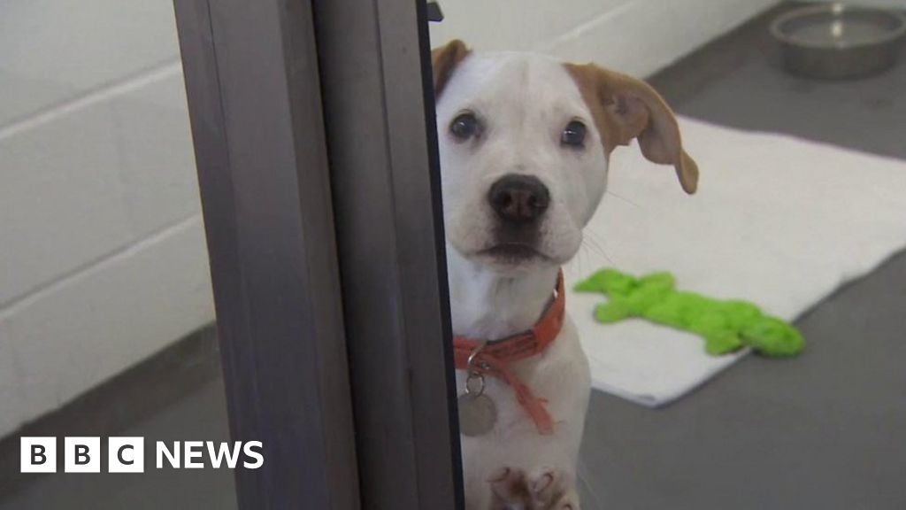New Manchester Dogs Home adoption centre opens BBC News