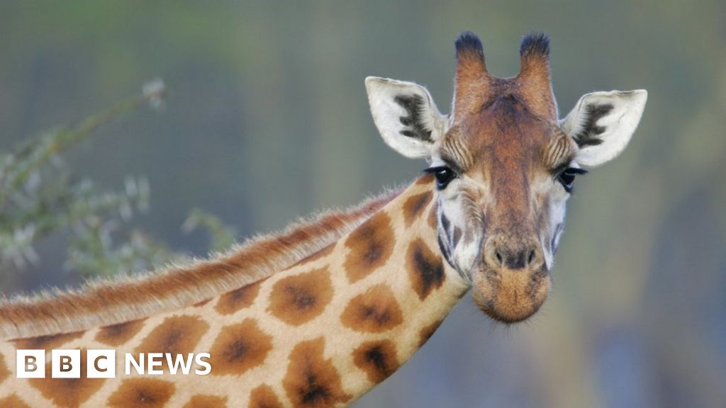 Giraffe kills toddler in South Africa game park