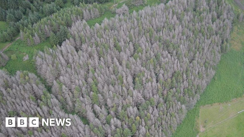 Road closed as trees felled in Cynon and Rhondda valleys BBC News