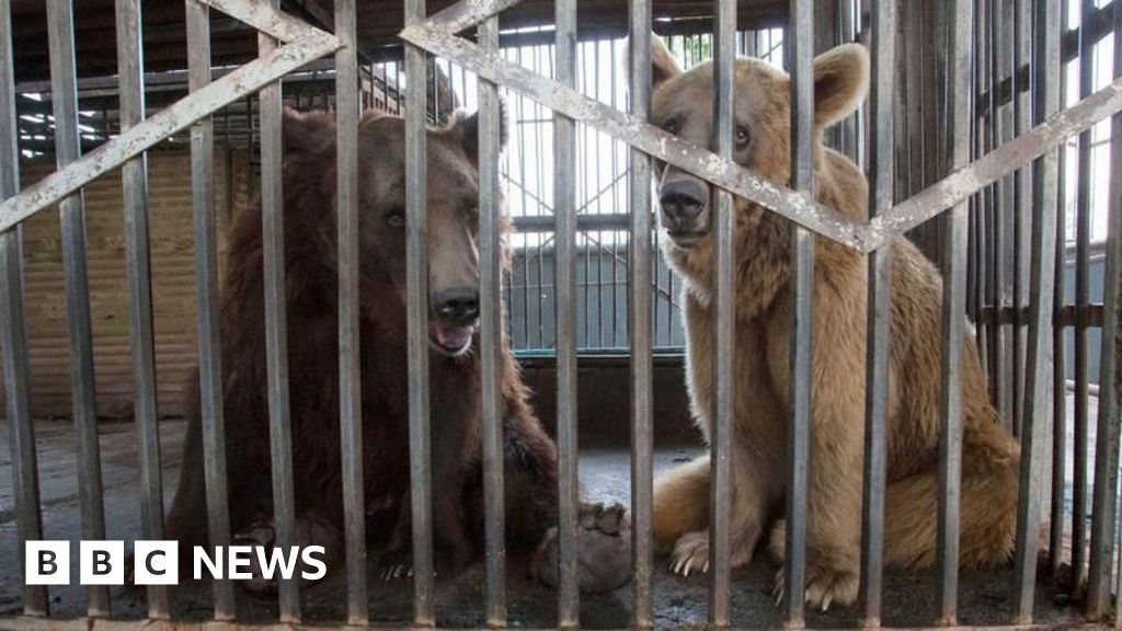 Bears ‘enjoy life to the full’ after being rescued from bus depot