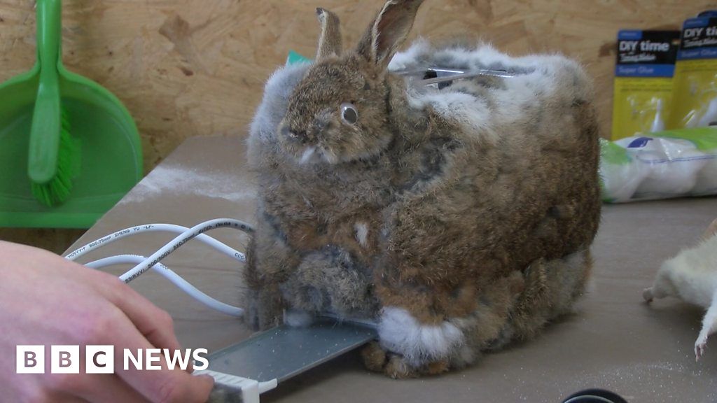 Toaster made from a dead rabbit in Plymouth BBC News