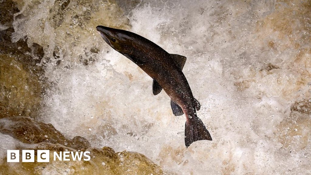 Salmon stocks in England and Wales reaching crisis point, report warns