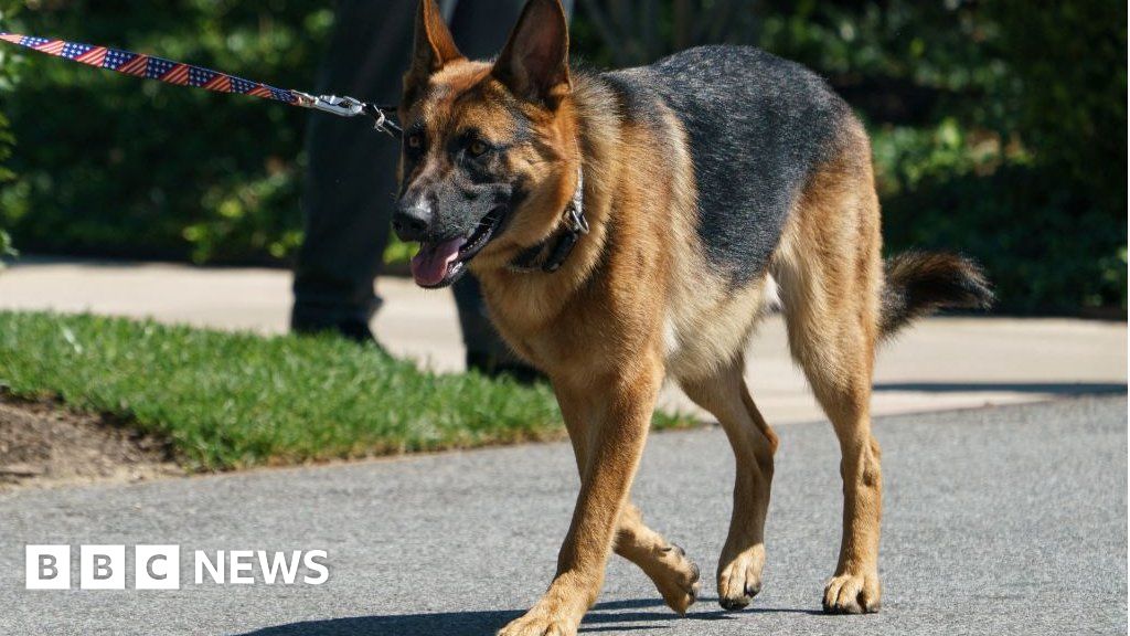 Снимка: Кучето Байдън Командир ухапа друг агент от Тайните служби