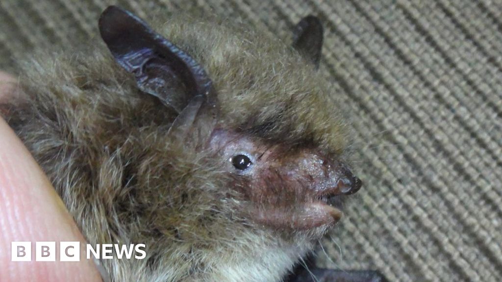 Rare tiny bat discovered in caves in Wiltshire - BBC News