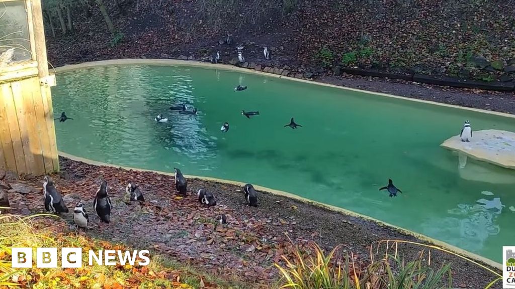 Dudley Zoo 21 new penguins after deadly malaria outbreak