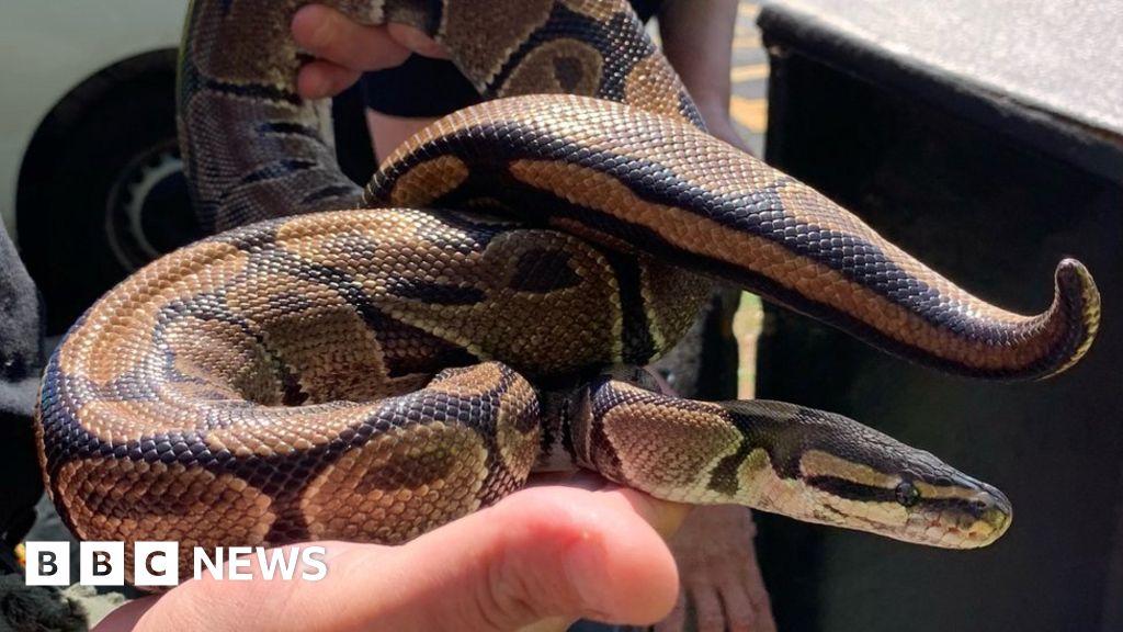 Dumped snakes found in Scarborough bin as electricity prices rise - BBC News