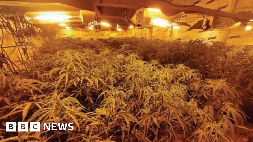 Large Cannabis Farm Discovered in Leeds