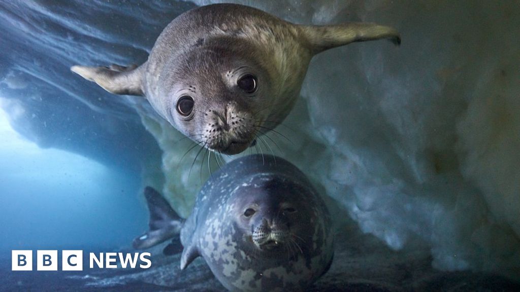 frozen-planet-ii-returns-with-live-footage-of-avalanche