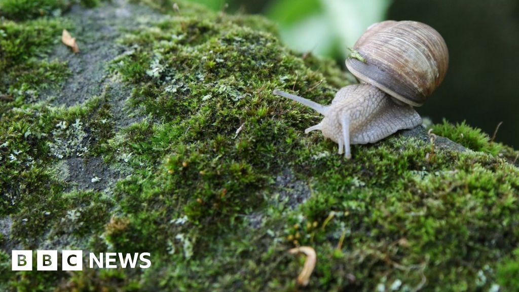 Little Hadham bypass: road project sees 500 snails moved