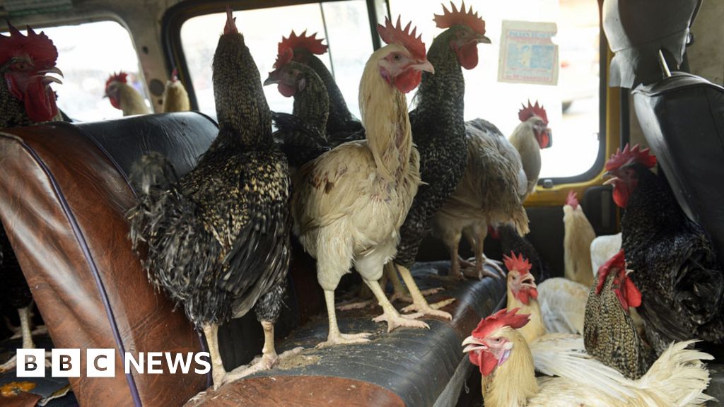 Why does Africa import so many chickens? - BBC News