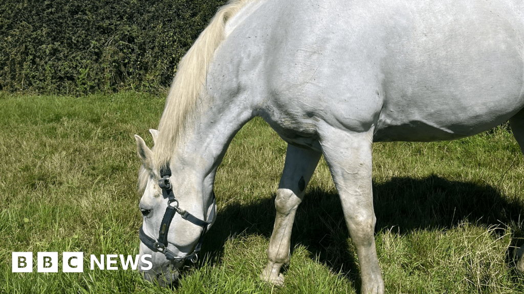 Injured Household Cavalry horse returns to military service