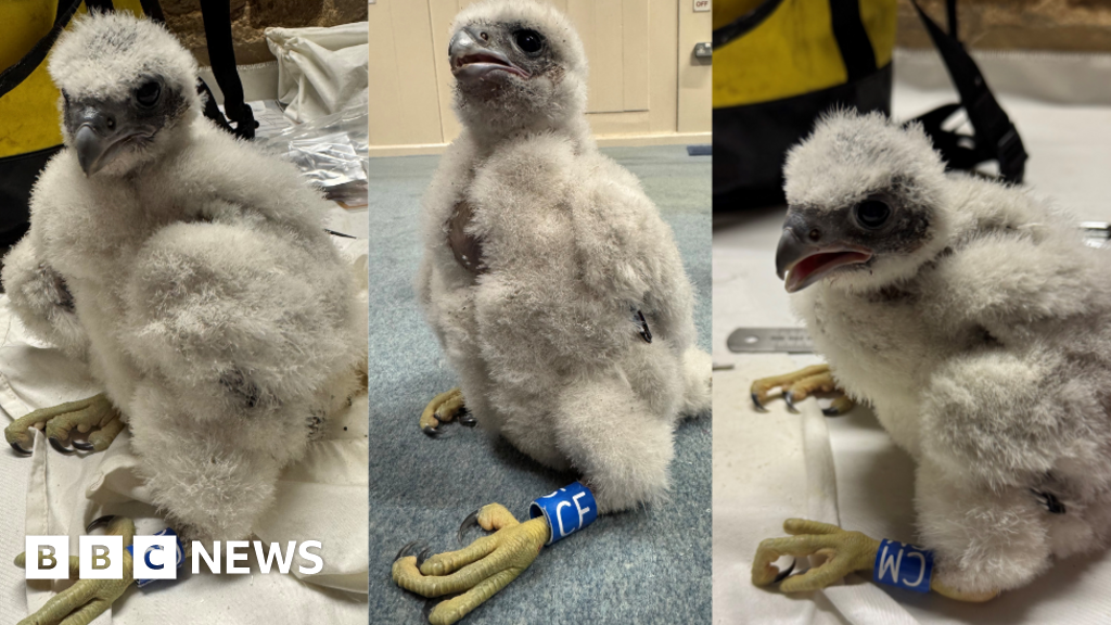 Multiple Peregrine Falcon Chicks Named in UK, US Local Traditions