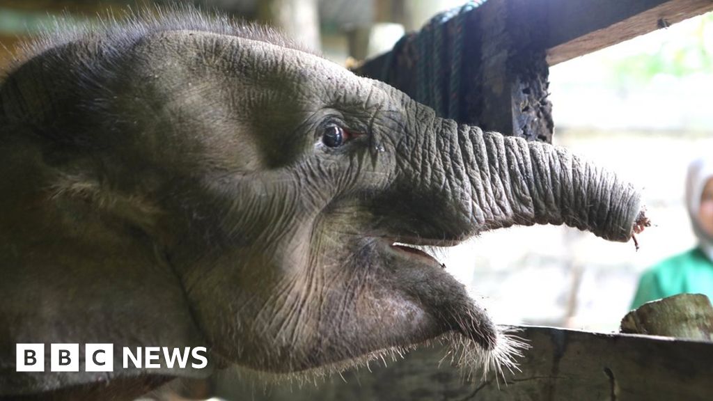 Baby elephant dies after losing half its trunk in poacher's trap