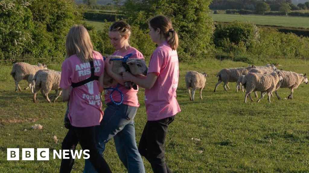 Lambs stolen from King’s Sandringham estate still missing