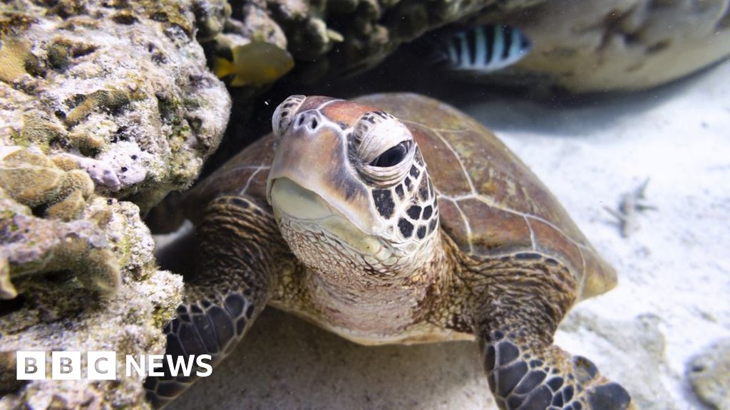 Ocean treaty: Historic agreement reached after decade of talks