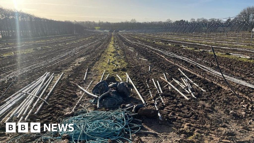 Fermele de căpșuni din Nottingham opresc producția din cauza crizei de lichiditate