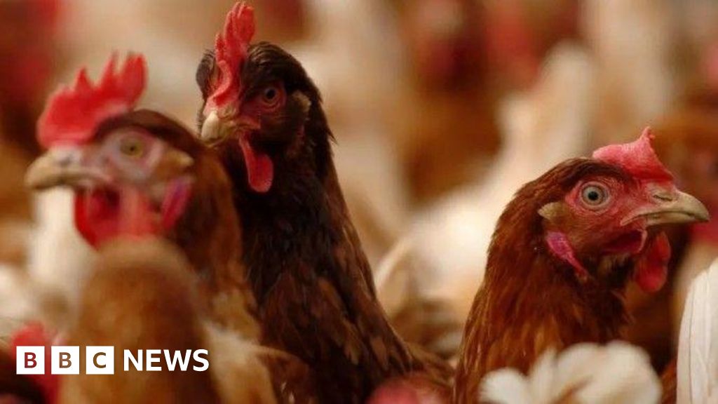 Bird Flu Biosecurity Measures Lifted in Northern Ireland, Republic