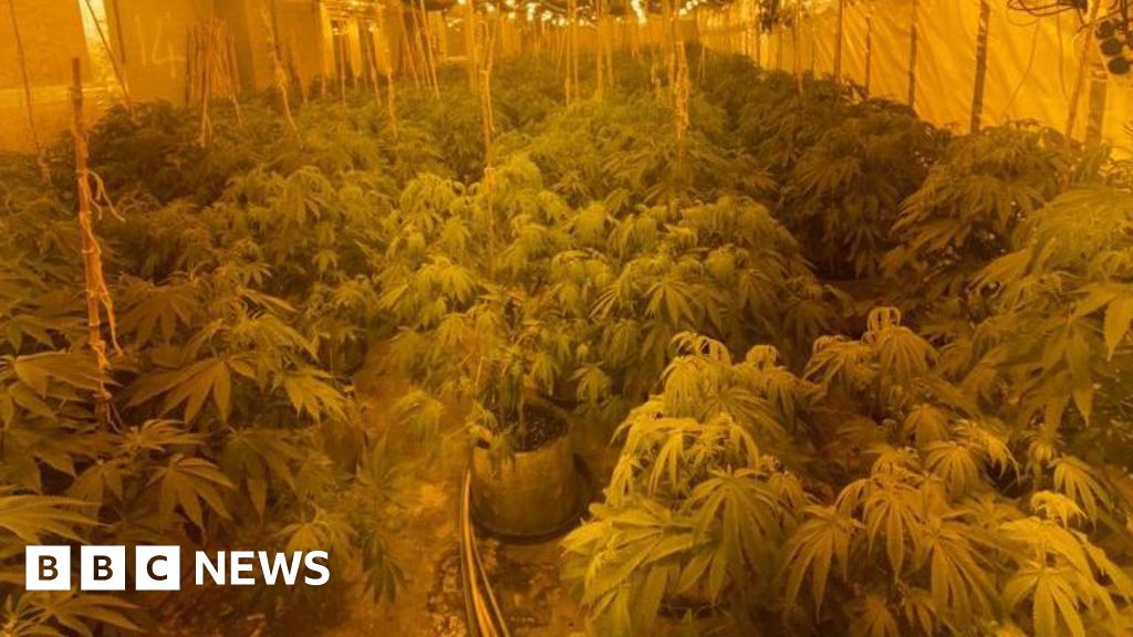 Four Arrests After £1.2m Cannabis Found In Exhall Raid - BBC News