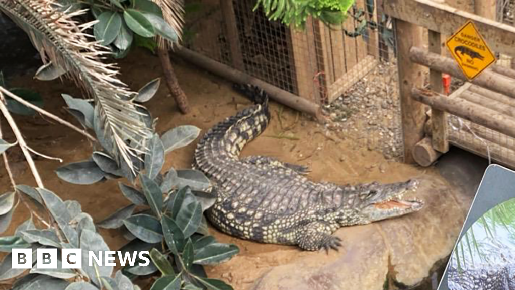 Man arrested on suspicion of attempted murder after boy injured in crocodile enclosure