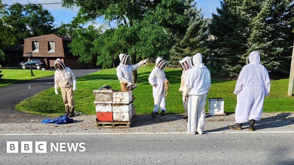 مربي النحل ينقذون بعد سقوط 5 ملايين نحلة من شاحنة في كندا