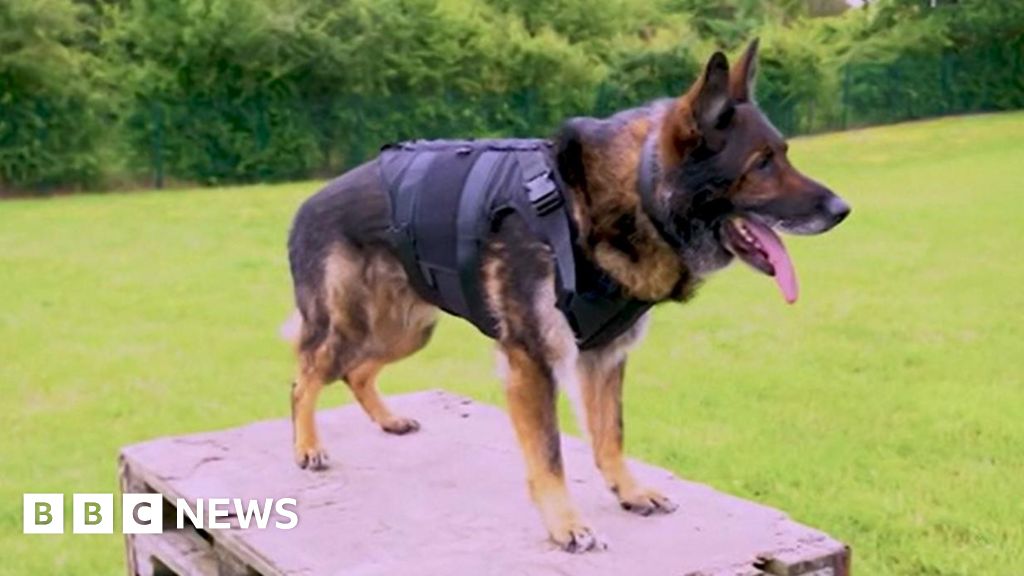 Police harness for sales dogs