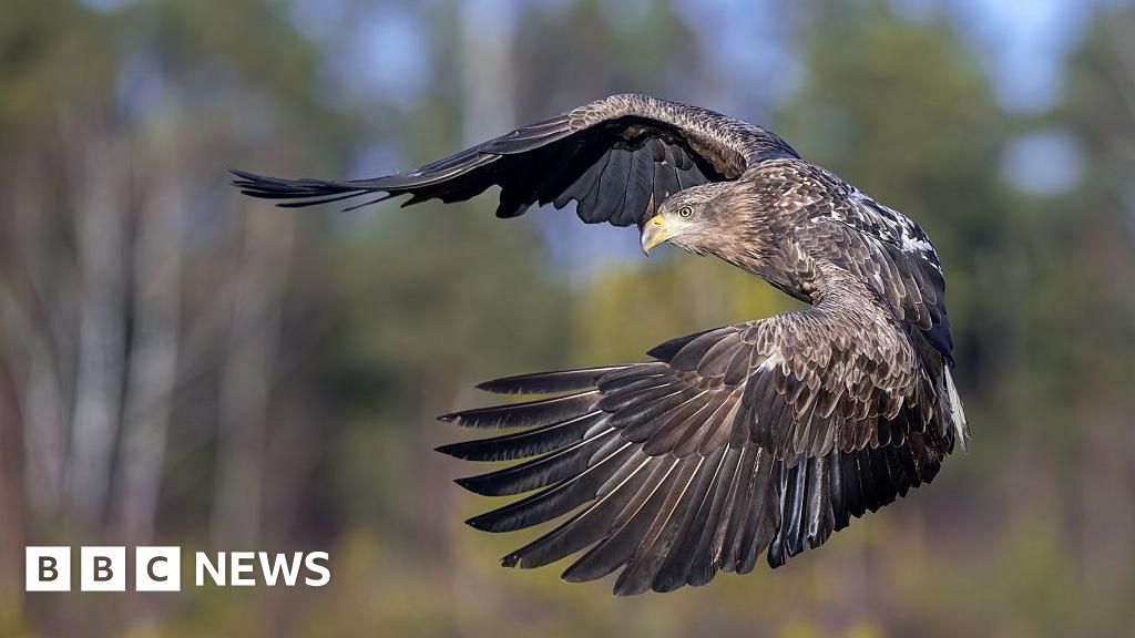 A white-tailed eagle is flying in a forest. Its wings are spread out in front of its body