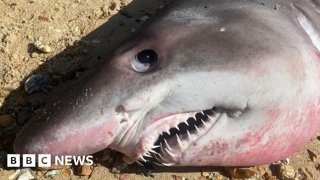 Beheaded Shark Is Puzzle With Missing Pieces, Wildlife Charity Says ...