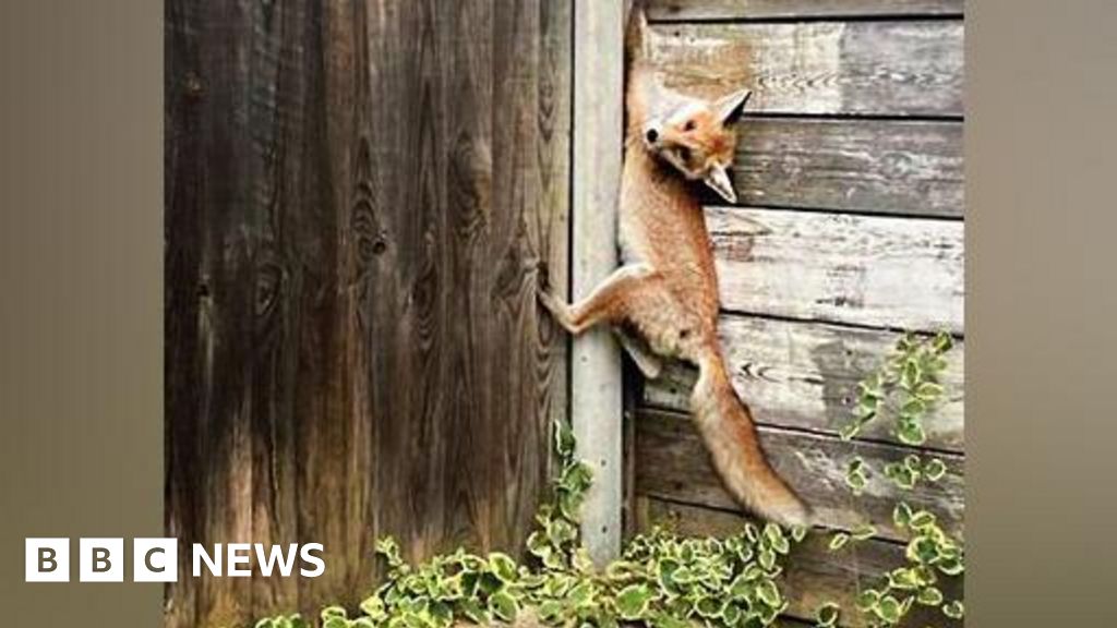 Fox trapped in fence in London treated at Essex wildlife hospital